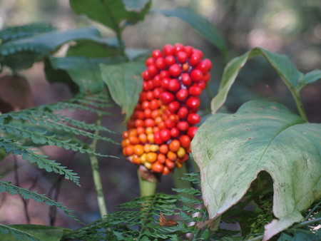 PB057176
