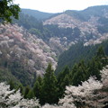圧巻の千本桜