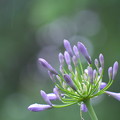 雨呼花