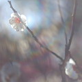 春の荘厳