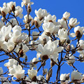 Photos: 白木蓮の花たち（４）　青空に
