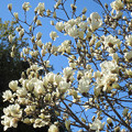 Photos: 白木蓮の花たち（５）