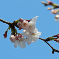 Photos: 一番桜