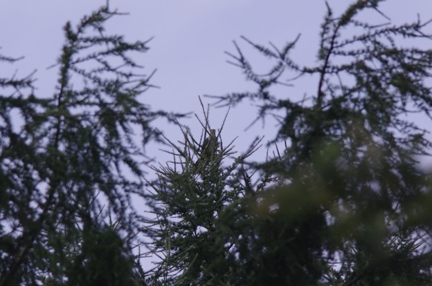 IMGP9215カッコウ(トリミング)