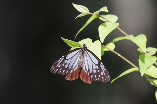 IMGP9489アサギマダラ