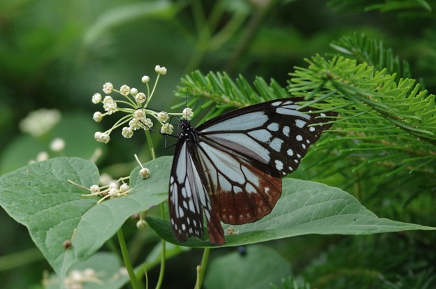 IMGP9493アサギマダラ