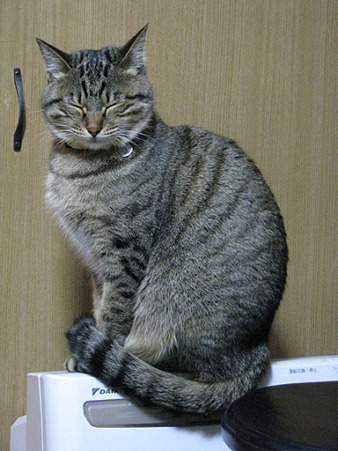 仏像ナツさん