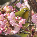 桜風呂