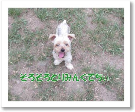 ぼさぼさ