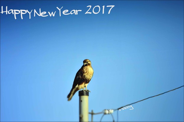 happy new year 2017
