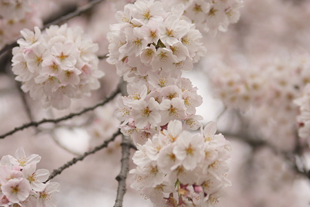 桜