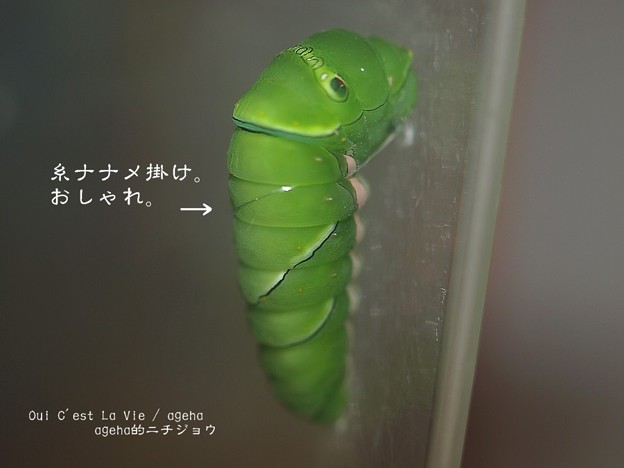 前蛹はおしゃれナナメ糸 ナミアゲハ飼育 写真共有サイト フォト蔵