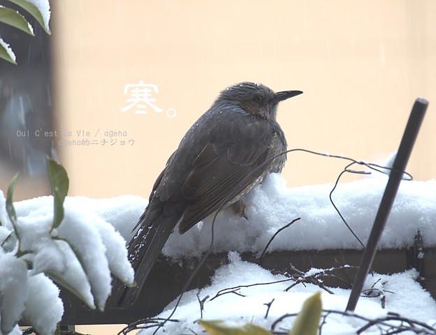 昨夜は東京も大雪でした。