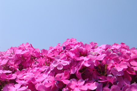 芝桜