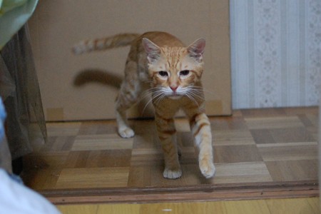 2010N813̒g̃{N`(U)