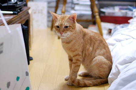 2010年8月13日のボクチン(6歳)