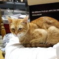 Photos: 2010年8月19日の茶トラのボクチン(６歳)