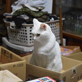 2016年12月２日の３歳の猫ちゃんたち