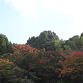 Photos: 神社近くの麓の紅葉