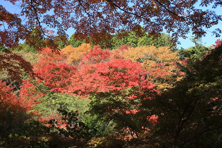 _MG_7675.JPG