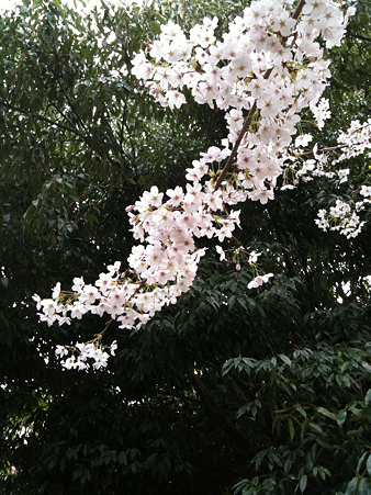 桜2010_09
