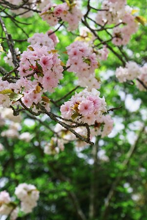 晩桜2