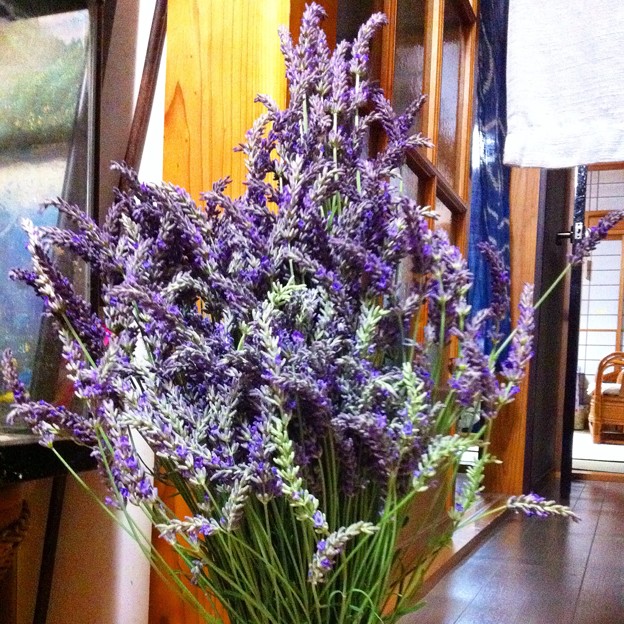 Photos: Lavender