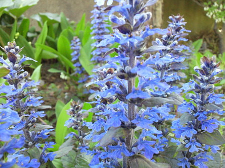 Ajuga