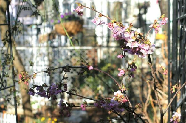 川津桜が咲く3月11日