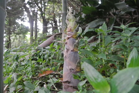 淡竹