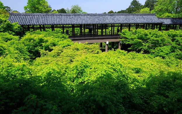 東福寺・方丈庭園20