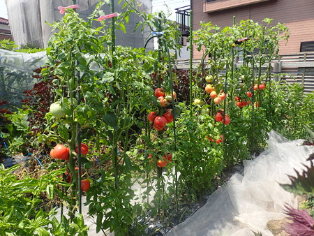 バジルシードの育て方 種まきから収穫時期まで 暇人主婦の家庭菜園 楽天ブログ