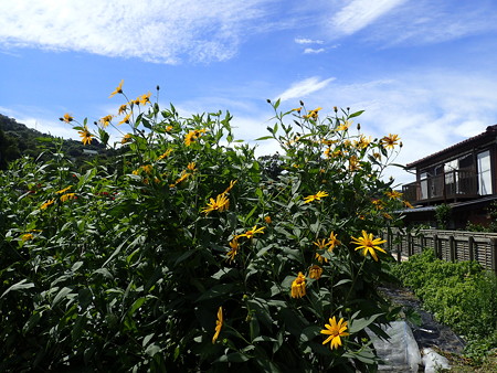 菊芋 キクイモ の育て方 種芋 苗の植え付け時期と方法 暇人主婦の家庭菜園 楽天ブログ