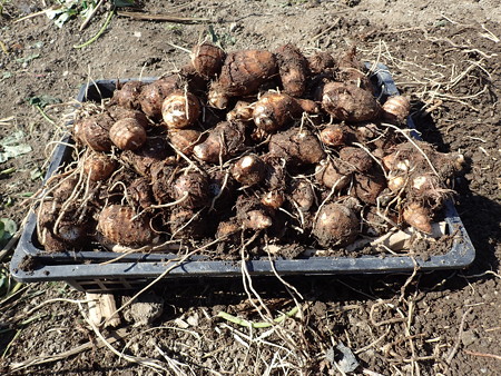 サトイモの育て方 種イモの植え付け3月 4月 暇人主婦の家庭菜園 楽天ブログ