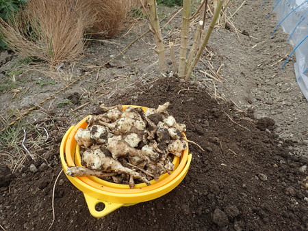 菊芋 キクイモ の収穫時期 収穫方法 暇人主婦の家庭菜園 楽天ブログ