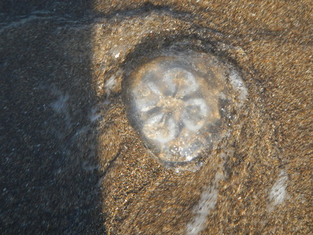 ミズクラゲ