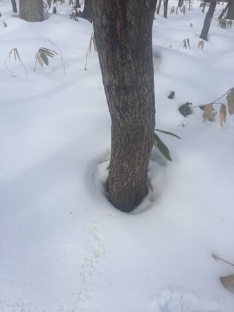 カエデの樹液