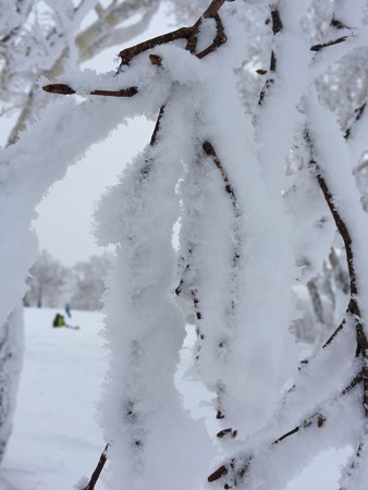 樹氷