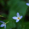 Bluets that are Blue 5-31-14