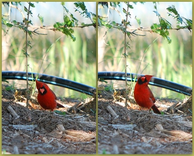 A Cardinal 4-21-16