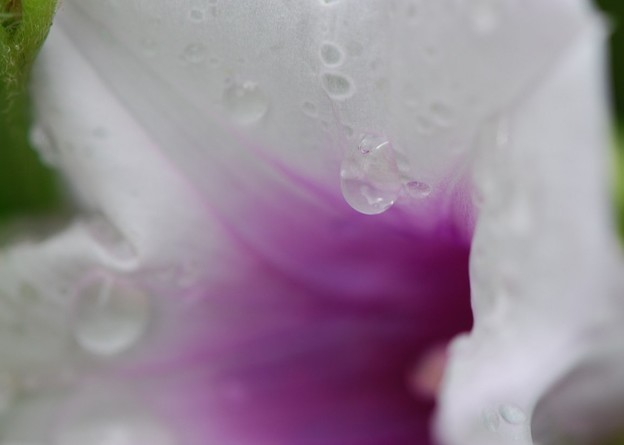 Drops of Water on a Sweet Potato Flower 5-23-16