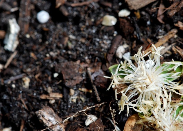 Fallen Lychee Flowers 5-23-16