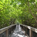 Mangrove Tunnel 10-18-16