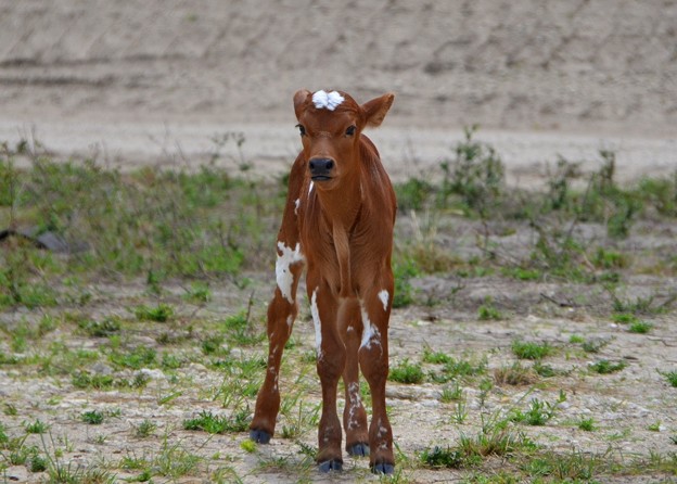 Calf II 3-25-17