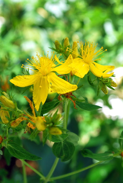St. John&#039;s Wort