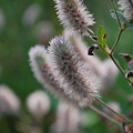 Rabbit&#039;s-Foot Clover