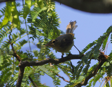 カワラヒワの若鳥（自然環境体験公園）