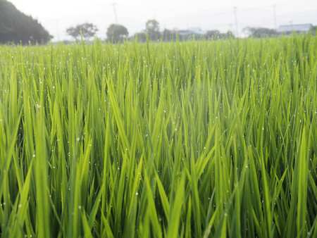 8月の朝の稲田