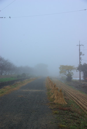 朝霧の田園風景