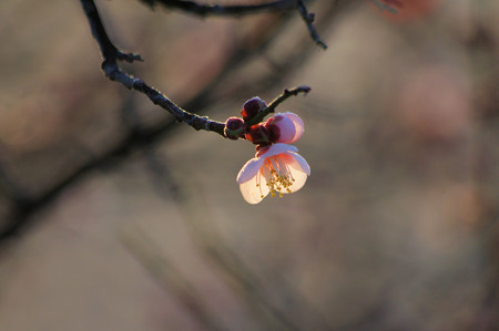 霜深い立春の朝の梅